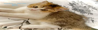 Tabby and white boy
