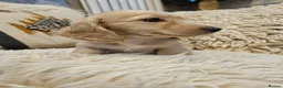 Miniature Dachshund dogs for sale: Pure creams miniature dachshunds  - Advert 12