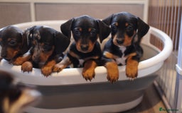 Miniature Dachshund dogs for sale: Miniature Dachshund Puppies - Image 4