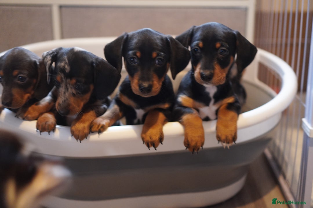 Miniature Dachshund dogs for sale: Miniature Dachshund Puppies - Image 4