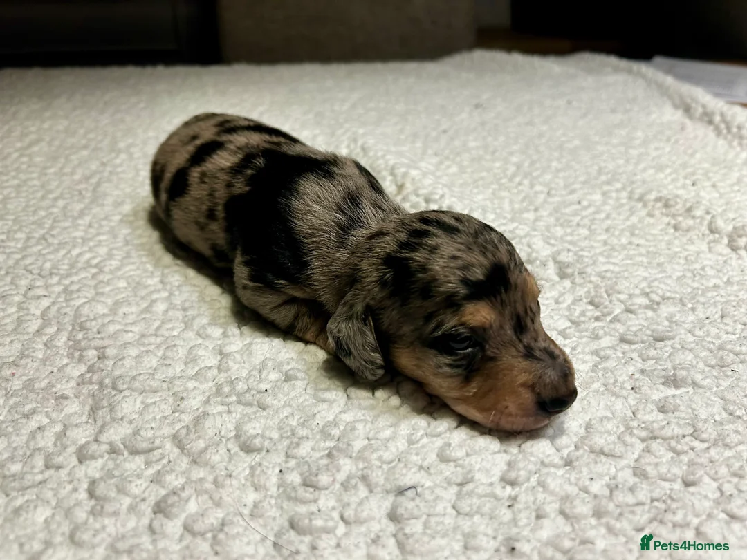Miniature Dachshund dogs for sale: KC registered litter of mini dachshund puppies  - Advert 11