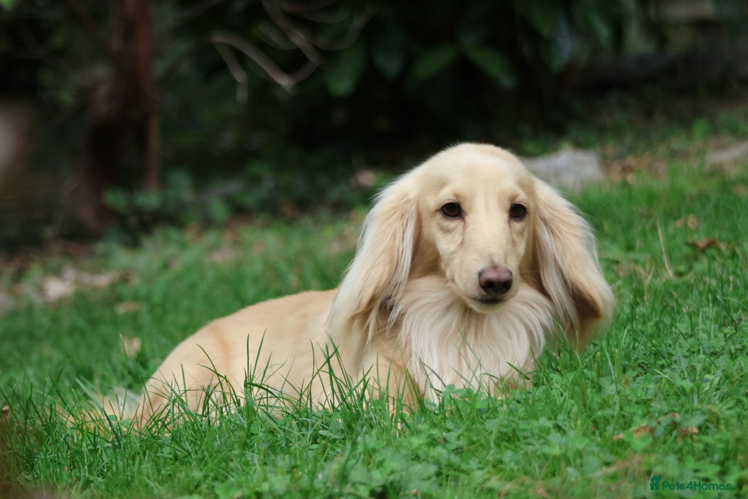 Miniature Dachshund dogs for stud: Long Haired Cream, no dilute, Pra Clear, Kc Regg - Image 21