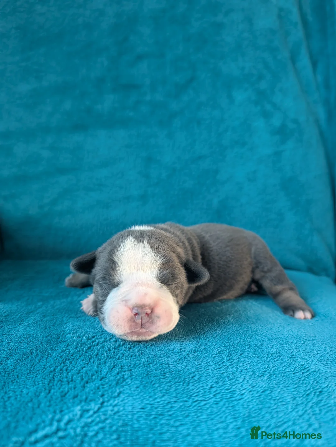 Olde English Bulldogge dogs for sale: Quality Chunky Olde English bulldogge puppies - Advert 28
