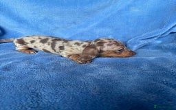 Miniature Dachshund dogs for sale: ❤️❤️⭐️Miniature dachshund⭐️❤️❤️ - Image 5