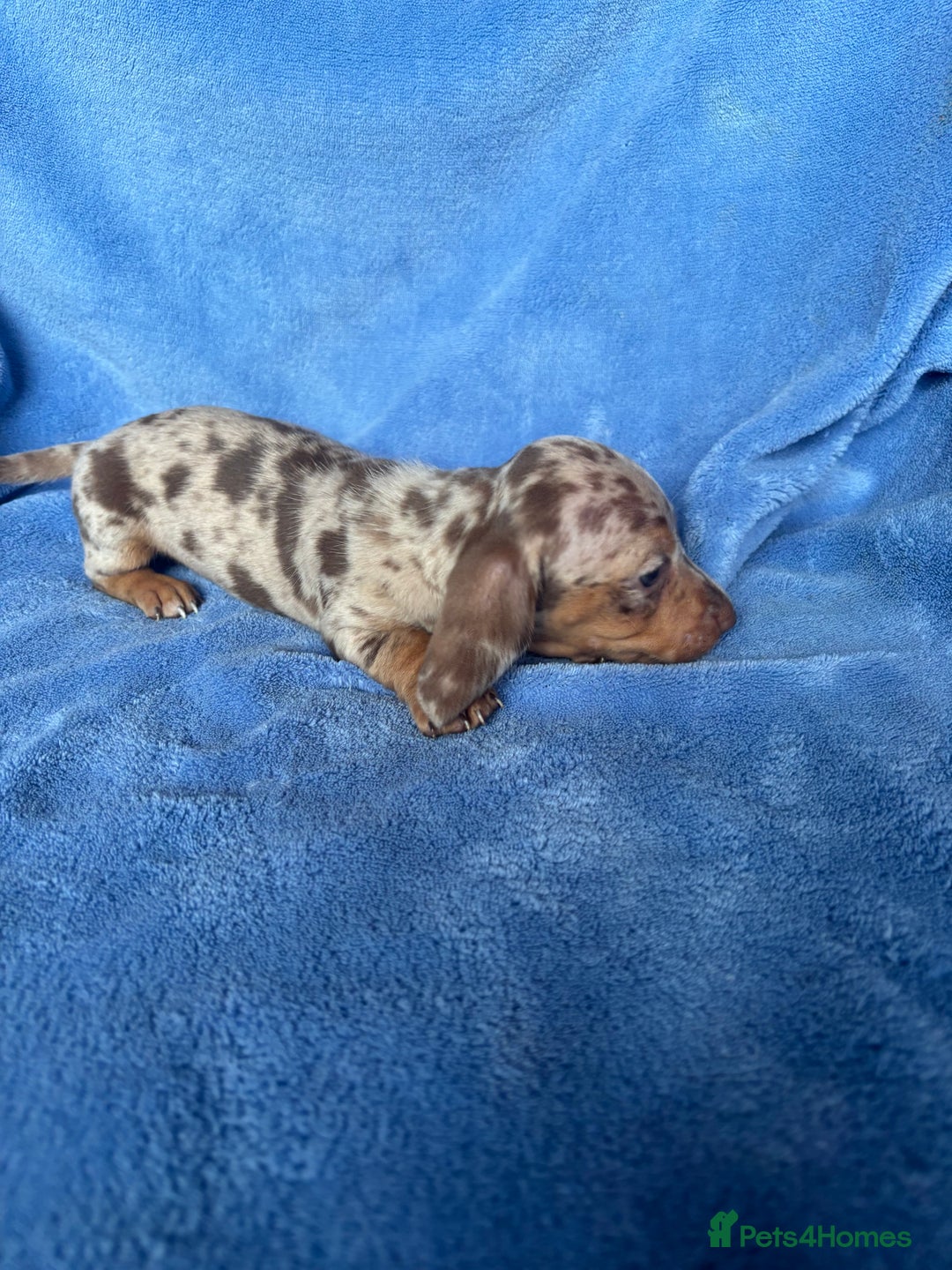 Miniature Dachshund dogs for sale: ❤️❤️⭐️Miniature dachshund⭐️❤️❤️ - Image 5