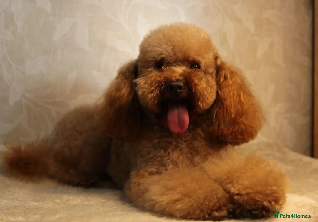 Toy Poodle dogs for stud: Romeo - Professional Stud Service in Eastleigh - Advert 4