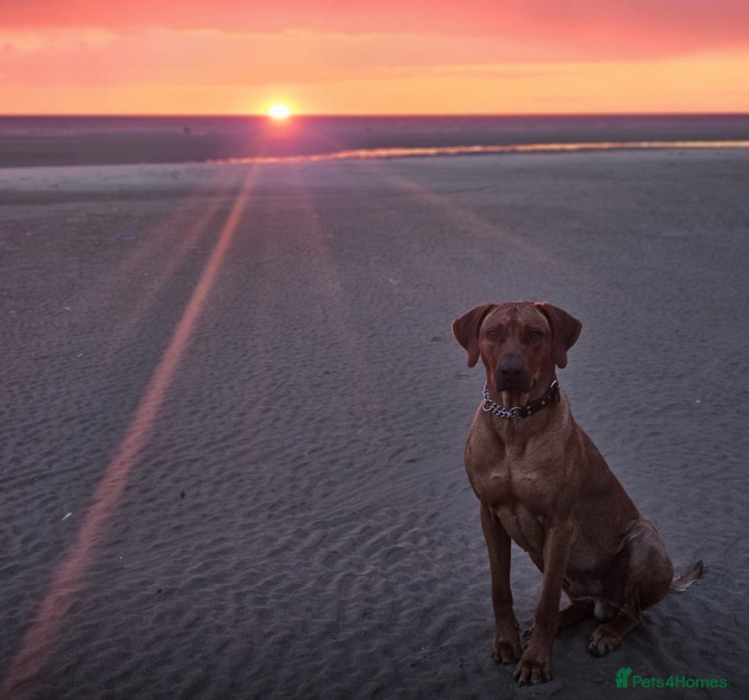 Rhodesian Ridgeback dogs for sale: Rhodesian ridgeback  - Image 2