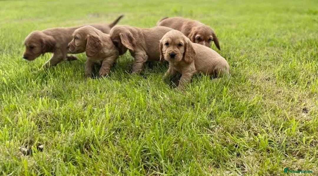 Cocker Spaniel dogs for sale: Stunning Showtype cocker spaniel puppies  - Advert 2