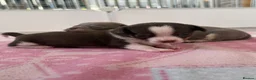 Chihuahua dogs for sale:  Beautiful Chihuahua Puppies  - Advert 6