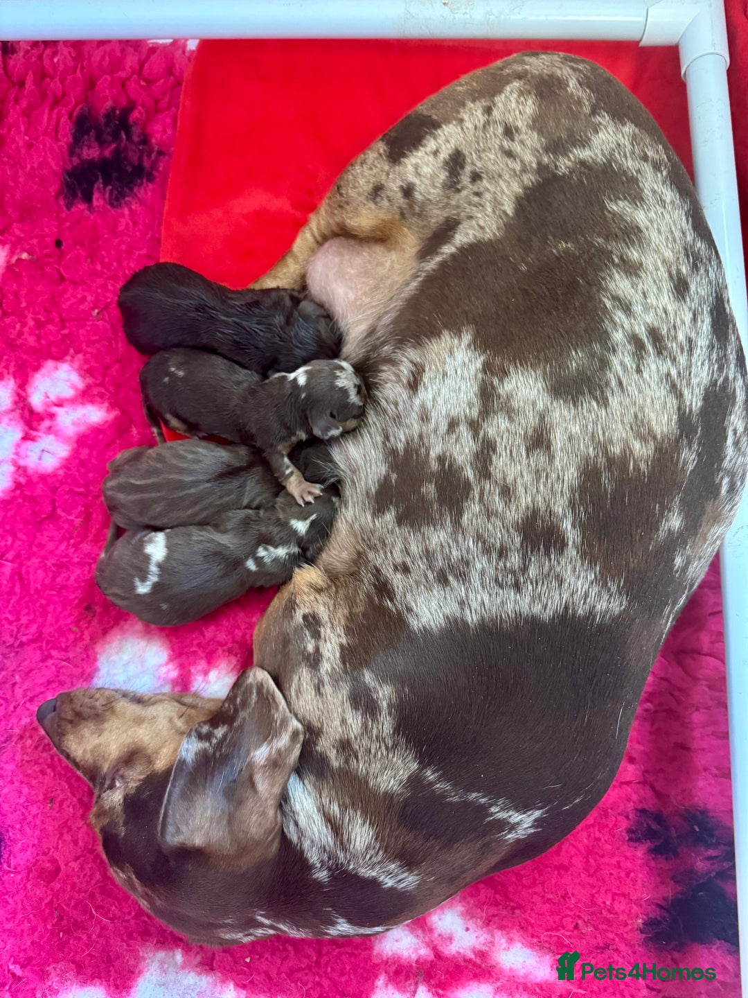 Miniature Dachshund dogs for stud: ⭐️ TRIGGER⭐️ smooth hair Isabella & Tan STUD in Mexborough - Image 5