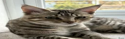 Bengal cats for sale: Beautiful Bengal Male  - Advert 1