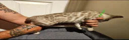 Bengal cats for sale: Snow mink bengals - ready now - Advert 3