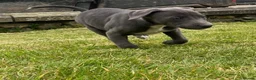 Mixed Breed dogs for sale: German pointer-lurcher cross  whippet pups  - Advert 7