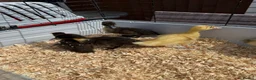 Ducks poultry for sale: 11 Day Old Large Mixed Breed Unsexed Ducks - Advert 5