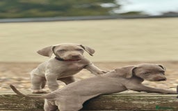 Weimaraner dogs for sale:  Ready next week✨1 Boy & last few Girls Available✨ - Image 34