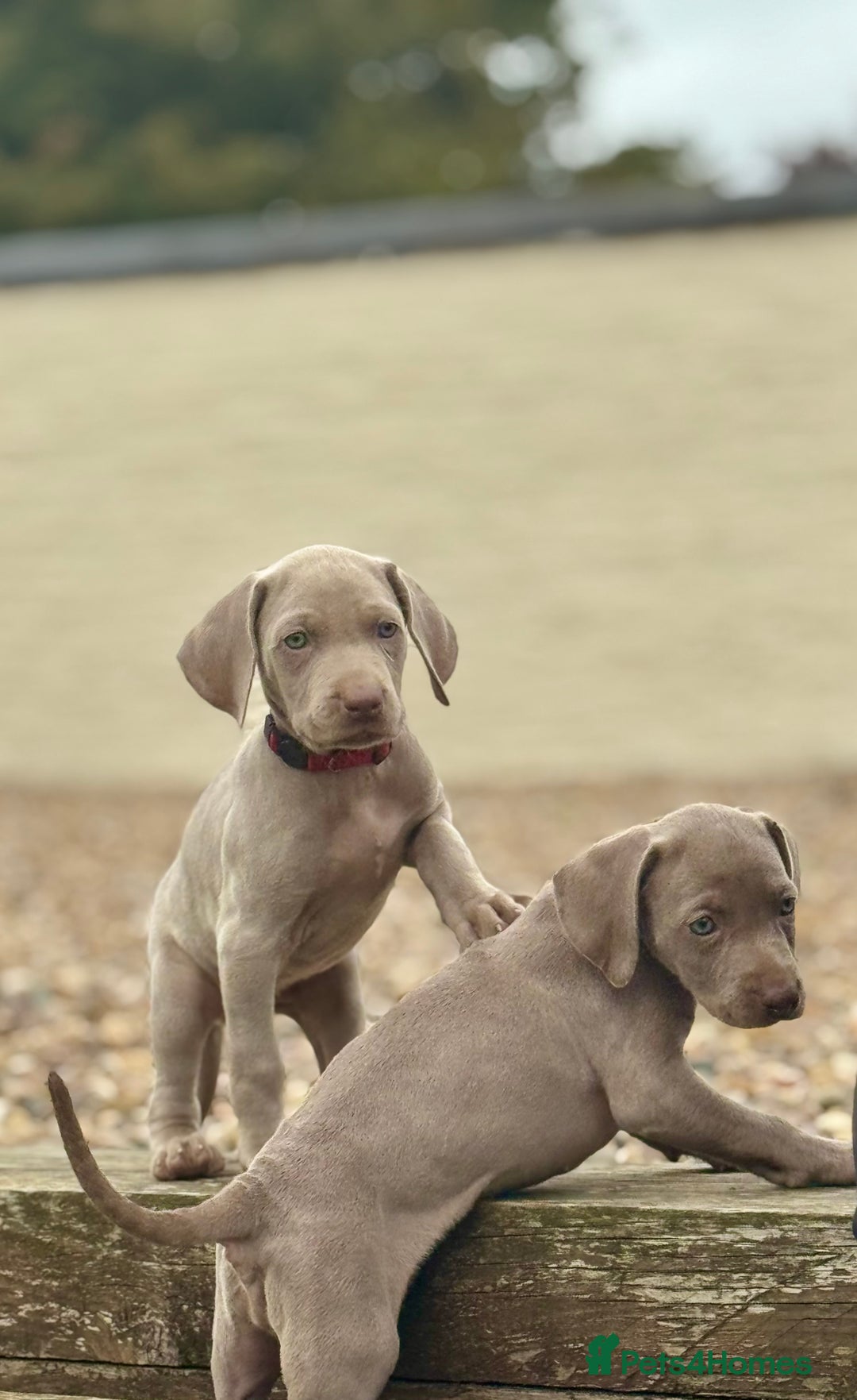 Weimaraner dogs for sale:  Ready next week✨1 Boy & last few Girls Available✨ - Image 34