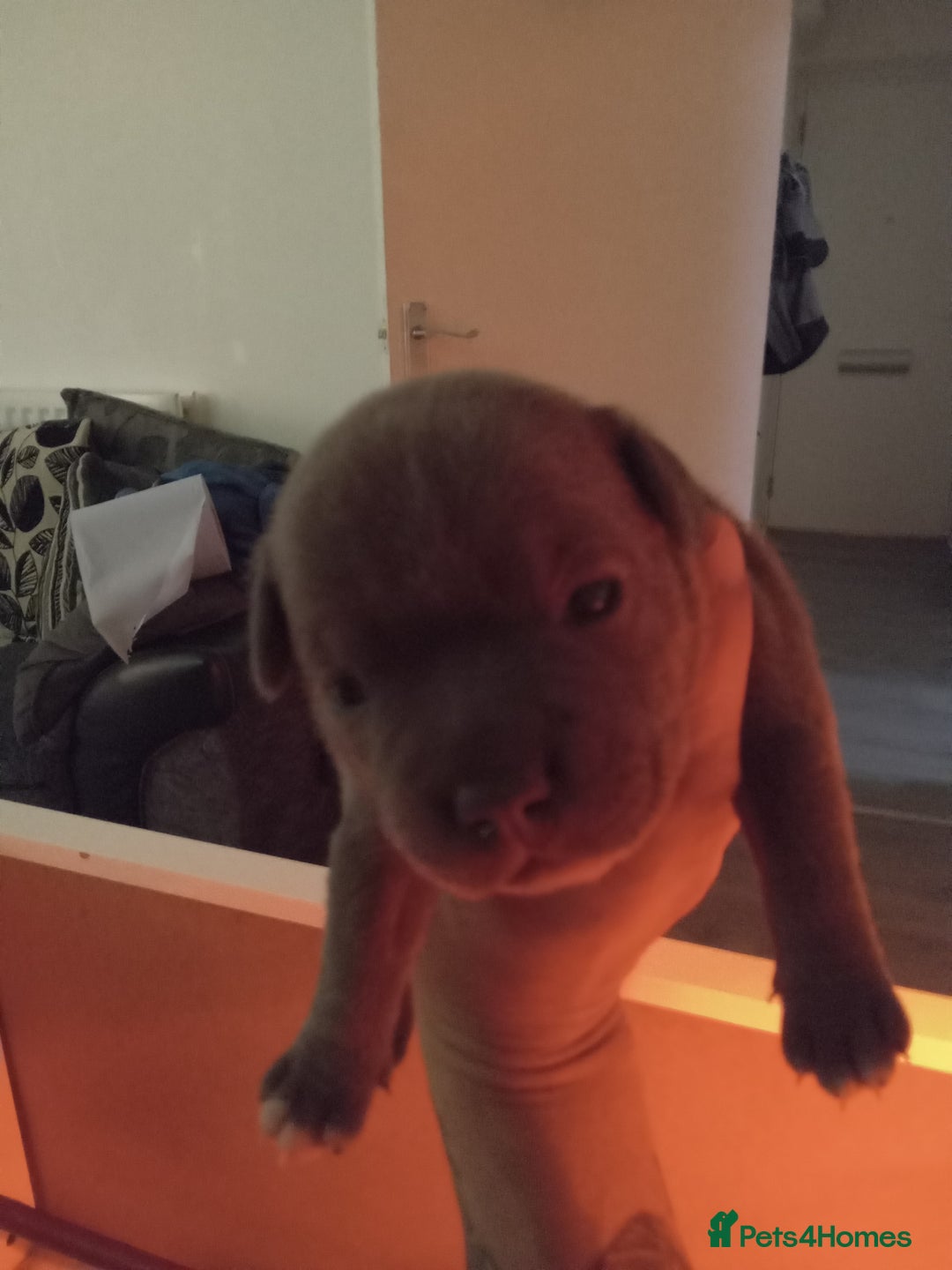 Staffordshire Bull Terrier dogs for sale: Blue staffordshire bull terrier pup - Advert 3