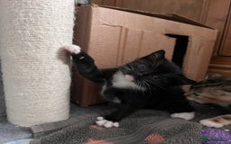 Mixed Breed cats for sale: 3 friendly kittens for sale - Image 2