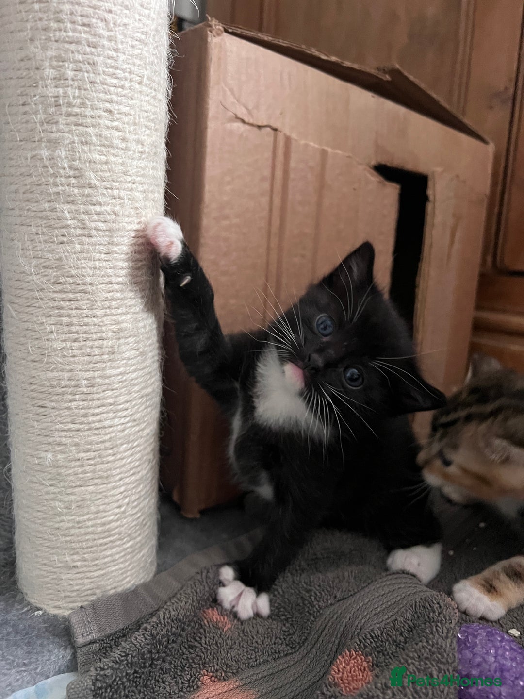 Mixed Breed cats for sale: 3 friendly kittens for sale - Image 2