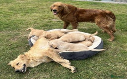 Golden Retriever dogs for sale: Beautiful Fully Trained KC Male Golden Retriever - Image 6