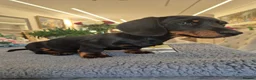 Miniature Dachshund dogs for sale: Miniature Dachshund.Fully vaccinated.Ready t leave - Advert 22
