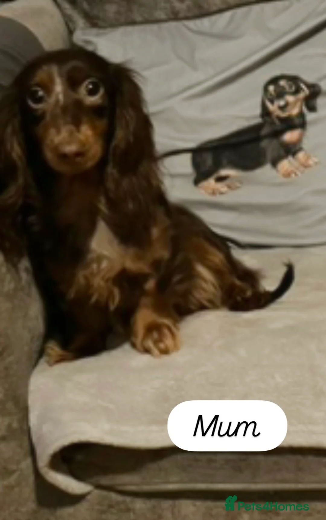 Miniature Dachshund dogs for sale: Longhaired stunning miniature Daschunds - Advert 9