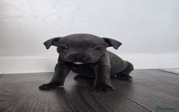 Staffordshire Bull Terrier dogs for sale: Kc Blue staffordshire bull terrier puppies - Image 4