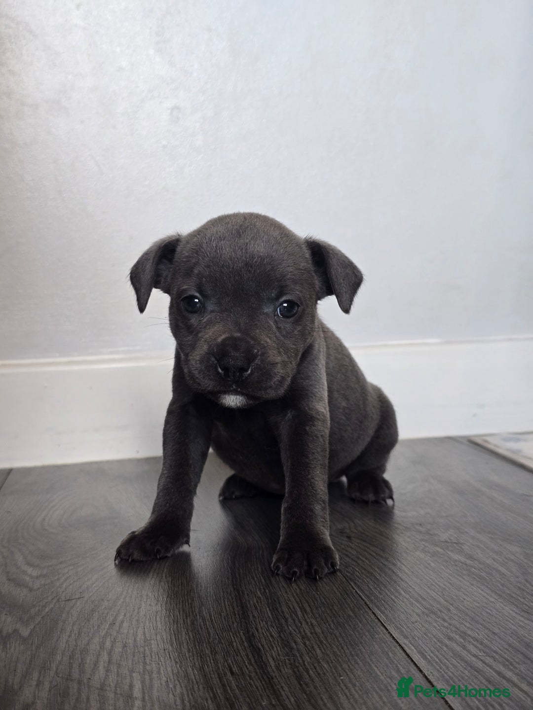 Staffordshire Bull Terrier dogs for sale: Kc Blue staffordshire bull terrier puppies - Image 4