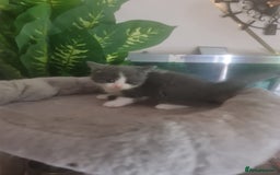 Mixed Breed cats for sale: Stunning  kittens looking  4 new home - Image 21