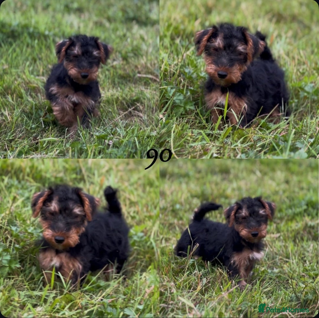 Welsh Terrier dogs for sale: WELSH TERRIER BOY PUPPY - Image 15