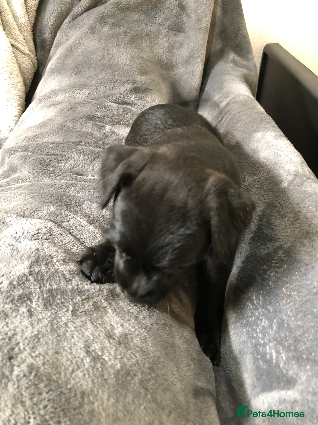 Patterdale Terrier dogs for sale: Patterdale puppies  in Burnley - Advert 4
