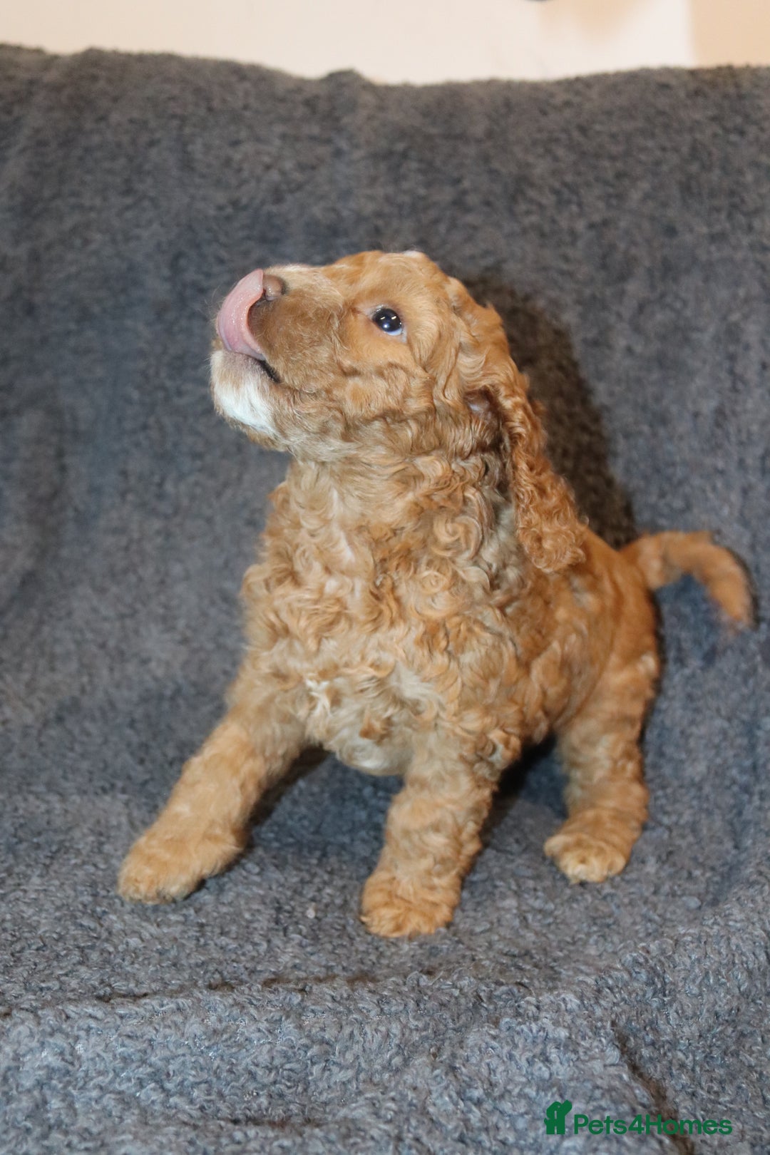 Cockapoo dogs for sale: Adorable Puppies Looking for Their Forever Homes! - Advert 17