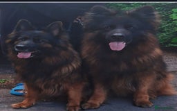 German Shepherd dogs for sale: TOP quality long coat puppies - Image 2
