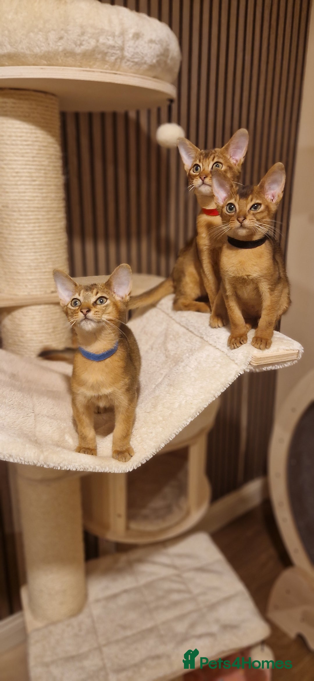Abyssinian cats for sale: Pure Abyssian kittens ❤️ - Advert 9