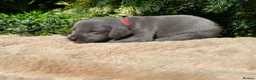 Weimaraner dogs for sale: ✨ KC Weimaraner Puppies — Champion Bloodlines ✨ - Advert 10