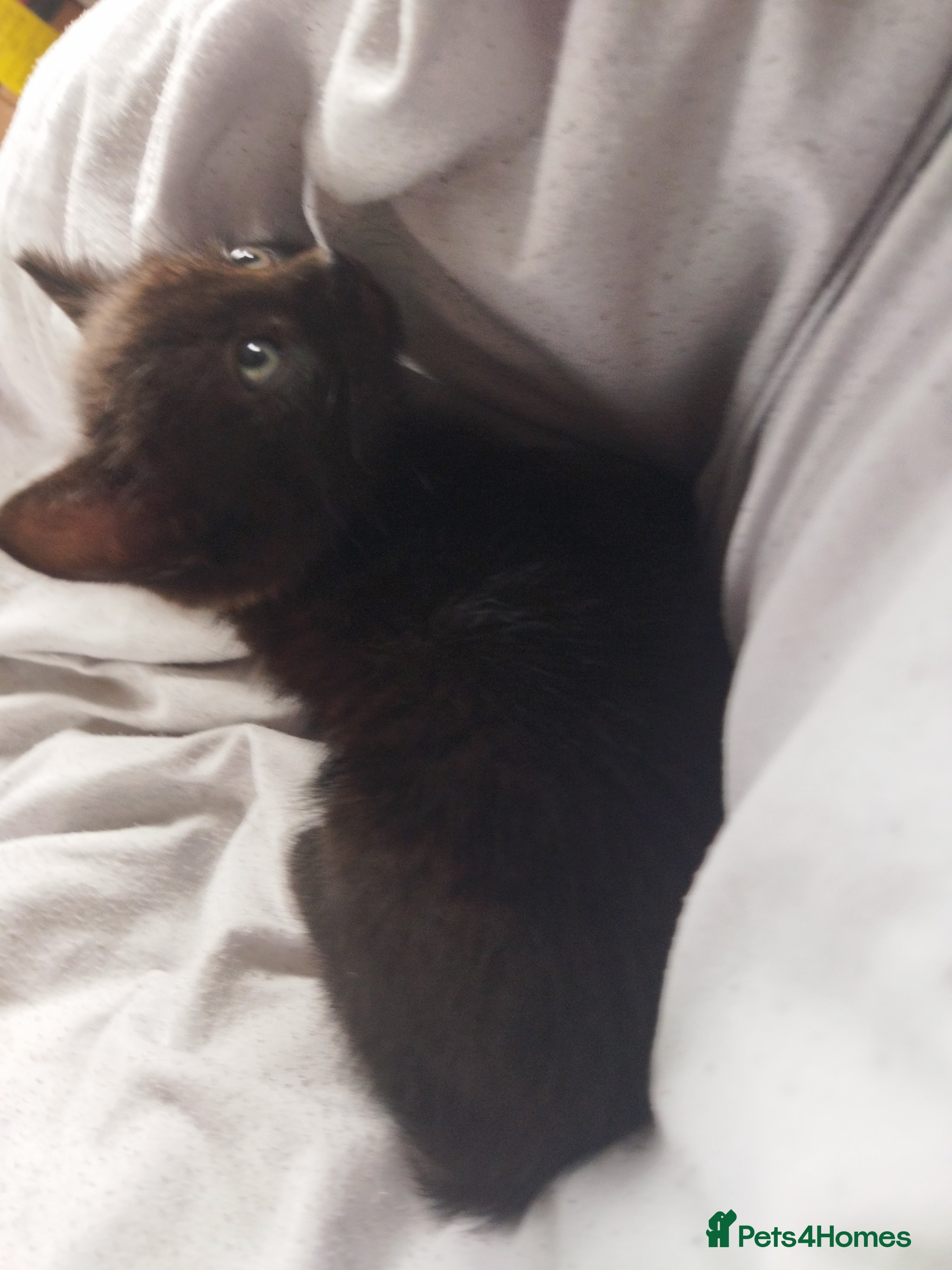 Bengal cats Beautiful kitten ready for new home 🐾🐈 - Advert 2