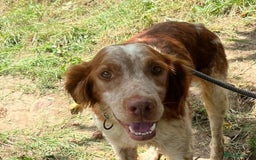 Brittany Spaniel dogs for adoption: Wilfred, a gorgeous Brittany - Image 3