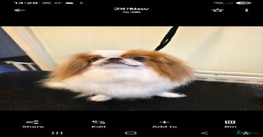 Japanese Chin dogs Japanese chin puppy  - Advert 10