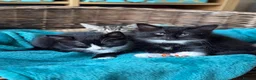 Domestic Shorthair cats for sale: Two little black and white girls - Advert 12