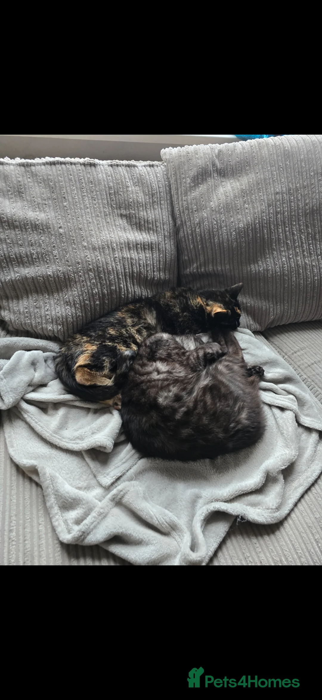 Mixed Breed cats for sale: 2 grown cats need rehoming  - Advert 4