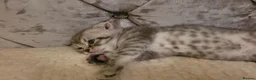 Scottish Fold cats for sale: Scottish fold/straight snow leopards  - Advert 10