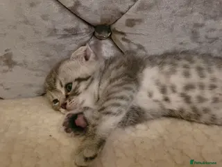 Scottish Fold cats Scottish fold/straight snow leopards - Advert 9
