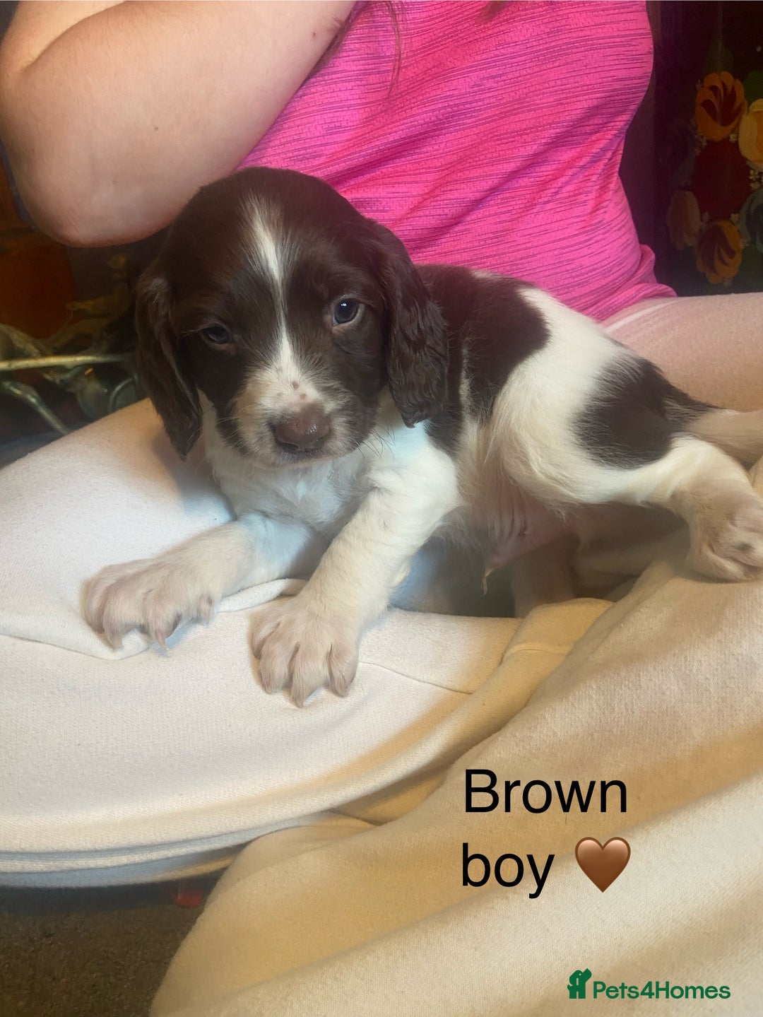 English Springer Spaniel dogs for sale: Springer spaniel puppies  - Advert 8