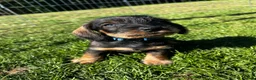 Dachshund dogs for sale: Health Tested Standard Wire Dachshunds - Advert 1