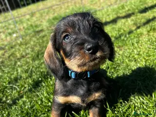 Dachshund dogs Health Tested Standard Wire Dachshunds - Advert 4