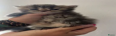 Persian 1