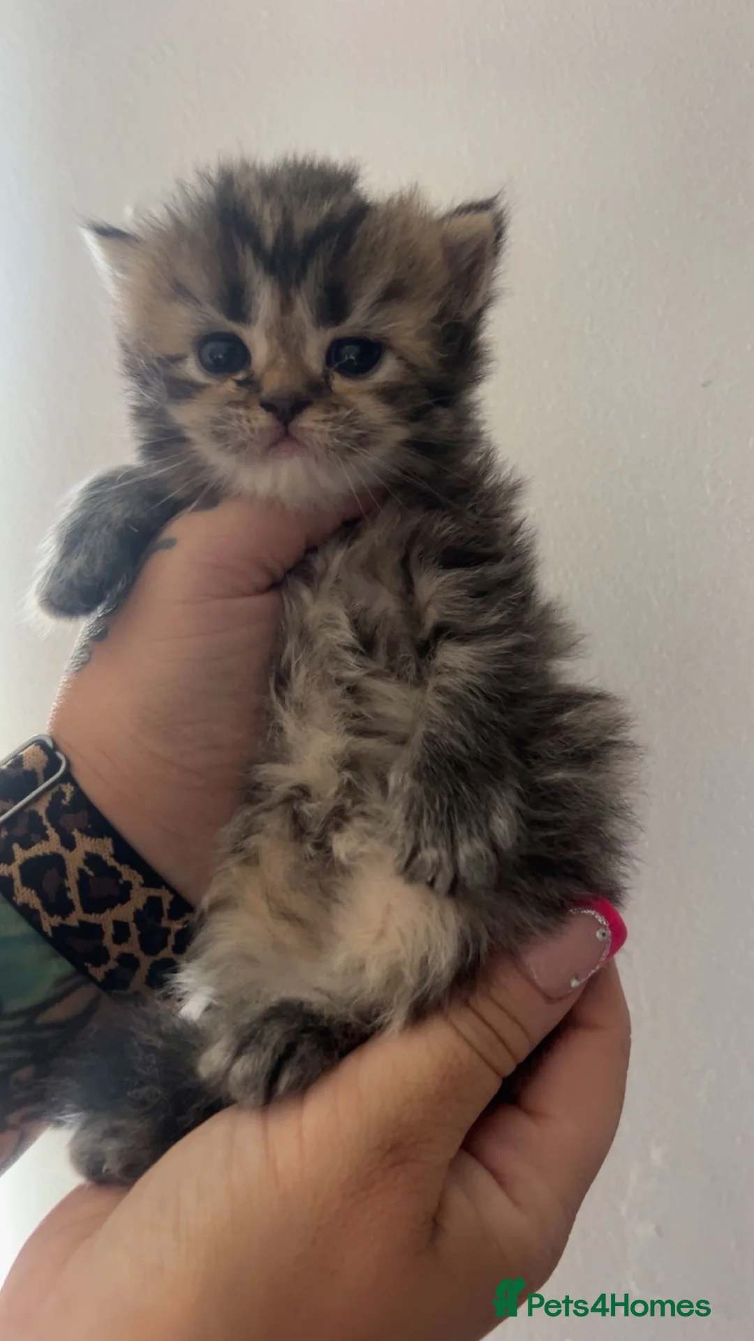 Persian cats for sale: Persian kitten  in Malmesbury - Advert 2