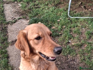 Golden Retriever dogs 18 month old female - Advert 1