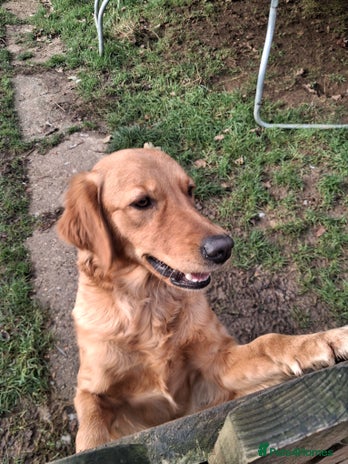 Golden Retriever dogs 18 month old female - Advert 2