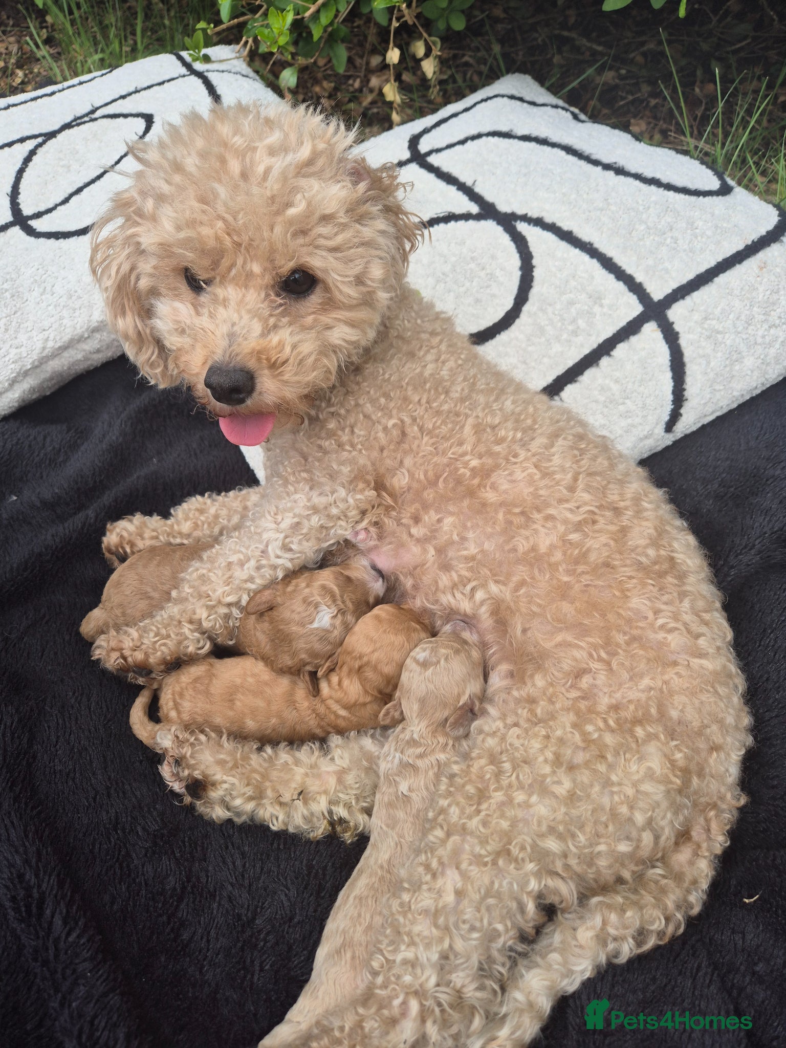 Poochon dogs Stunning Poochon Puppies Ready 25th June 🐩❤️ - Advert 2